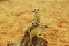 16 - Namibia Animali.jpg